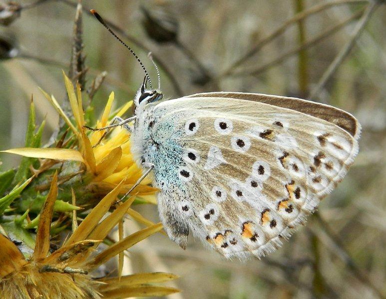 femmine di Polyommatus sp.